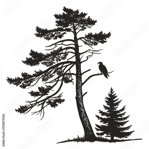 Silhouette of a majestic pine tree with a bird of prey perched on a branch accompanied by a smaller evergreen tree against a white background