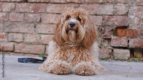 Charming cute curly brown dog of the breed poodle or Labradoodle at a brick wall on the street.