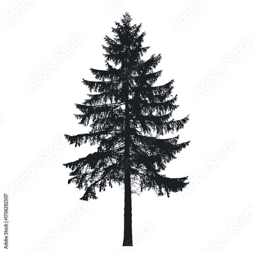 Black silhouette of a tall evergreen tree