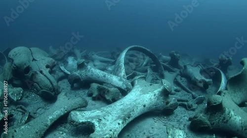 Whale bones on the ocean floor, underwater graveyard.
