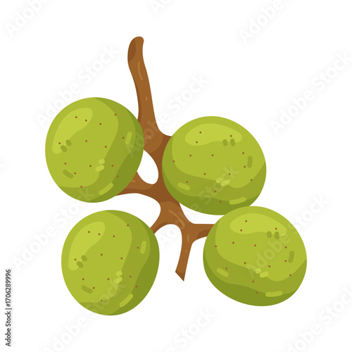 Illustration of green wood apple