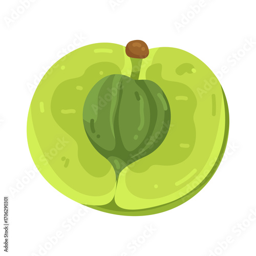 Illustration of Half Cut Fresh Indian Gooseberry