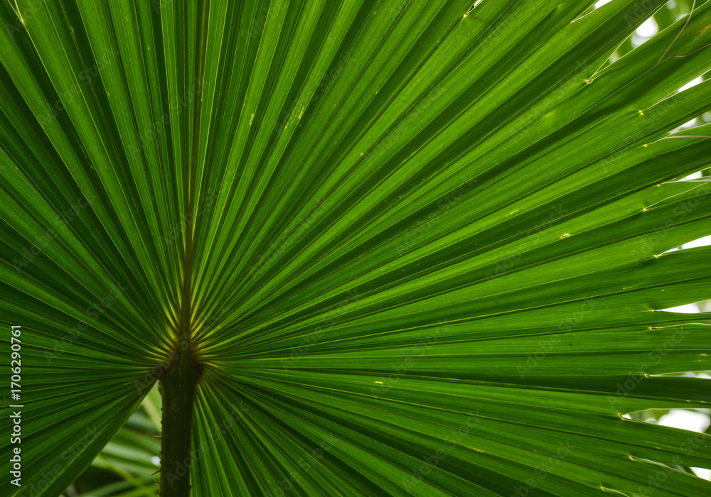 Obraz premium Tropical Fan Palm Frond Close-Up Showing Symmetrical Texture 