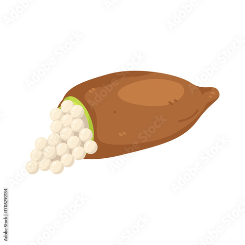 illustration of Australian finger lime
