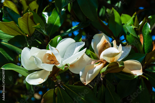 Flower, fruits and foliage of Magnolia grandiflora (Southern magnolia)