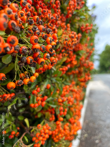 Buisson ardent baies oranges
