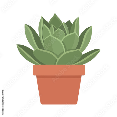 Green succulent plant in terracotta pot isolated on white background.