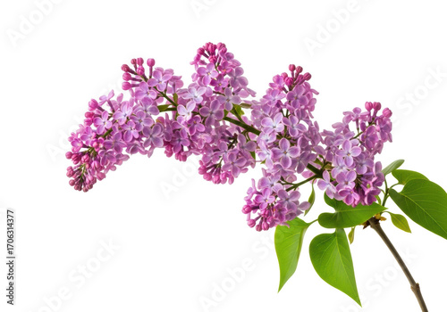 Wallpaper Mural Gracefully curved common lilac branch with delicate purple-pink flowers and green leaves, macro shot against transparent with copy space, soft diffused light, pristine spring floral concept Torontodigital.ca