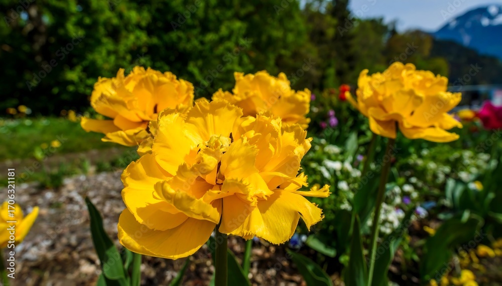 Obraz premium Vibrant yellow tulips in a garden setting