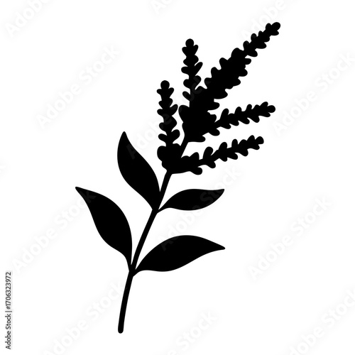 Silhouette of lavender flower sprig with leaves-Black silhouette of a lavender sprig featuring multiple flower spikes and simple leaves, isolated on a white background. Elegant botanical design elemen