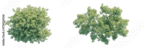 Photos Tamarisk tree Tree plan top view 4k cutout transparent
