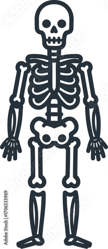 Simple vector illustration of a full human skeleton on a white background