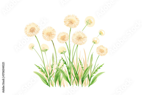 Watercolor illustration of fluffy yellow dandelions and green grass
