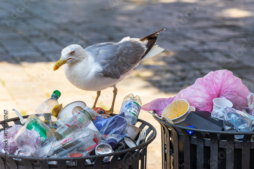 Seagull scavenging overflowing trash bins in city. A seagull stands on top of overflowing garbage bins filled with plastic waste and food containers in an urban area.