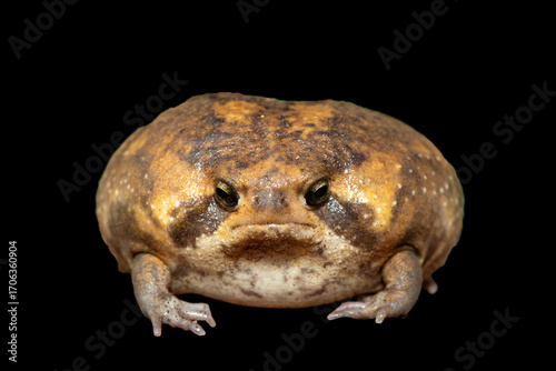 A cute Bushveld rain frog (Breviceps adspersus), also known as the common rain frog. Defensive Posture Close-Up. Against a black background