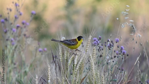 Black-headed bunting Emberiza melanocephala in the wild. Slow motion. A bird feeds in a field.
