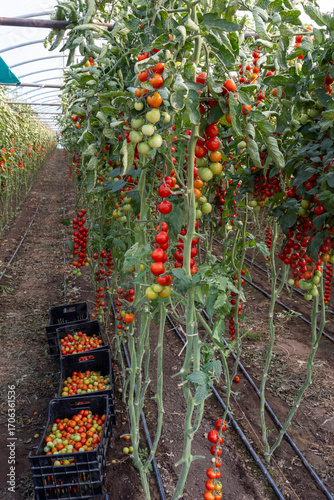 Growing of red salad or sauce tomatoes on greenhouse plantations in Fondi, Lazio, agriculture in Italy in summer, harvest