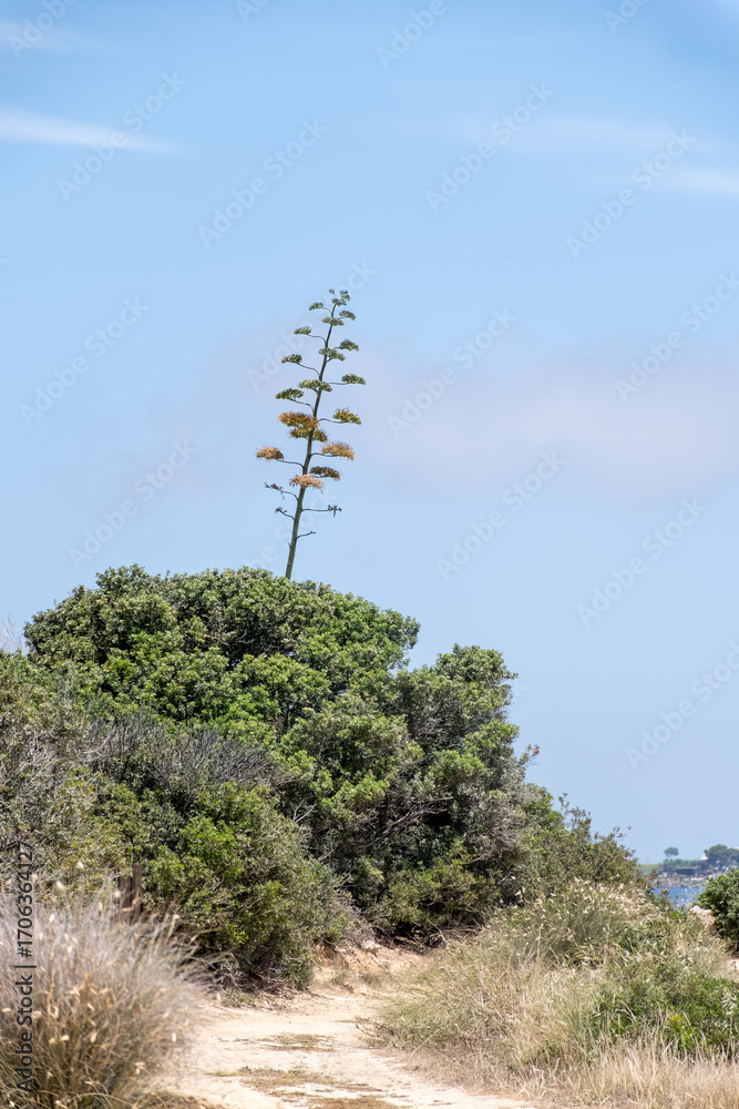 Fototapeta premium Blossom stalks of Agave americana, or century plant, or American aloe flowering plant species belonging to family Asparagaceae