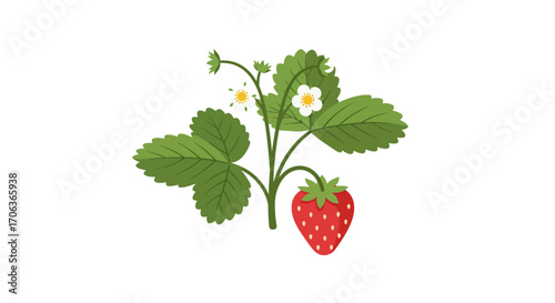 Strawberry plant with leaves and flowers on white background