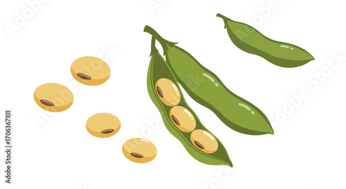 Soybeans in pod and loose: fresh organic soya beans illustration