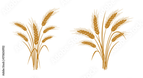 golden wheat stalks standing tall against white background