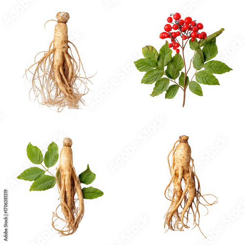 Four distinct images of fresh ginseng roots and berries with leaves isolated on a transparent background isolated on transparent background