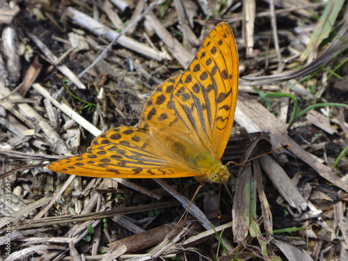 Slika na platnu Silver-washed fritillary butterfly (Argynnis paphia), male resting on leaf litte