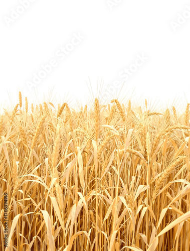 Golden wheat field under a bright white sky, a close-up view of ripe wheat stalks ready for harvest, showcasing agriculture's bounty