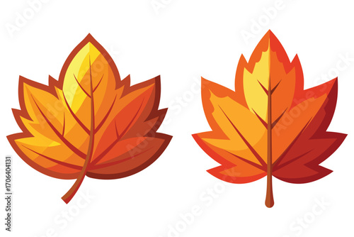 Two vivid maple leaves in autumn colors showcasing vibrant orange and yellow hues illustration