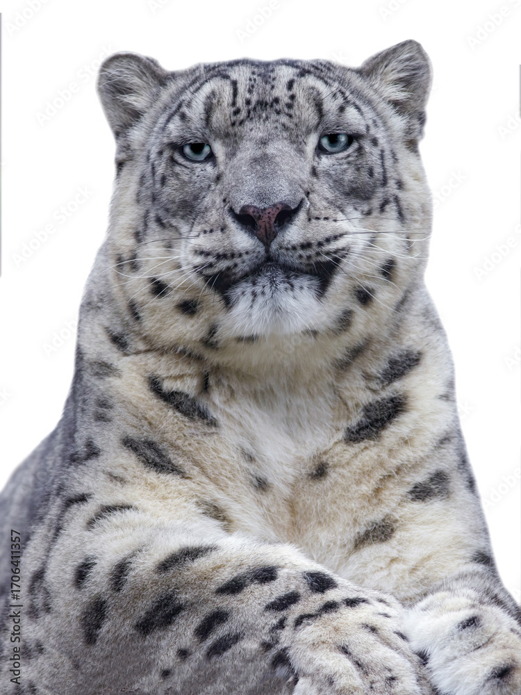 Naklejka premium snow leopard portrait isolated on white background