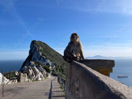 Majestic Barbary Macaque Overlooking the Stunning Seascape from the Top of the Rock of Gibraltar, a Historic Landmark and Natural Reserve in the British Overseas Territory