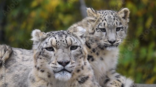Close up of a baby snow leopard sitting with his mother and resting ona rock on a cloudy spring day.