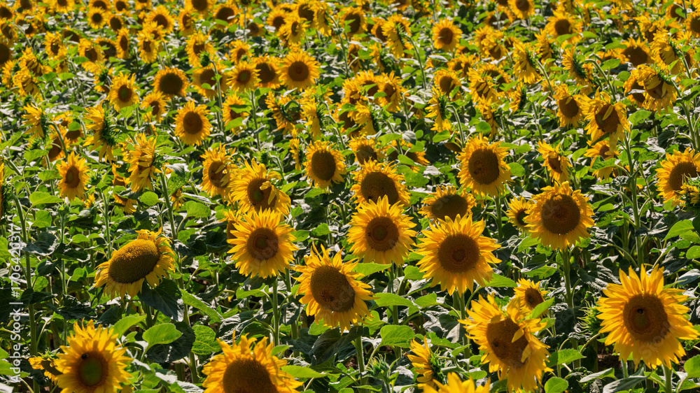 Fototapeta premium Mer dorée de tournesols sous le soleil d’été