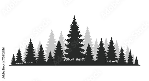 a serene forest scene with tall pine trees and shadows