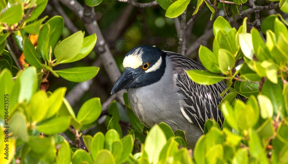 Obraz premium Bird hidden in foliage