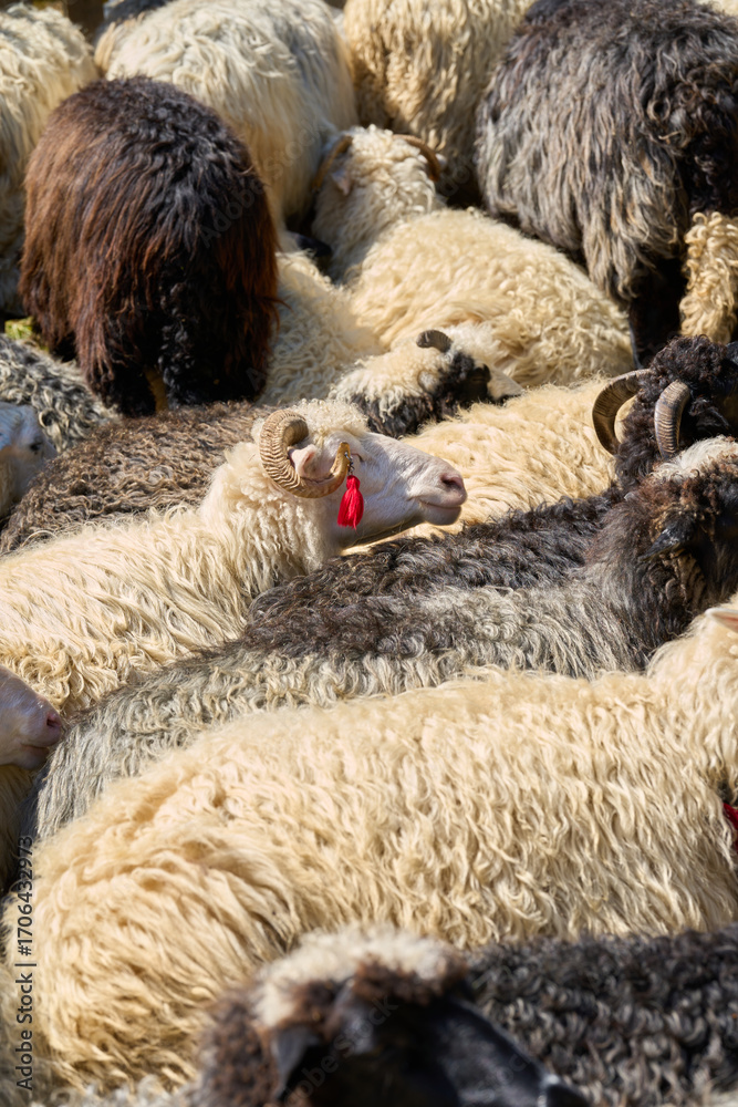 Naklejka premium Herd of Sheep in Pasture with Ram