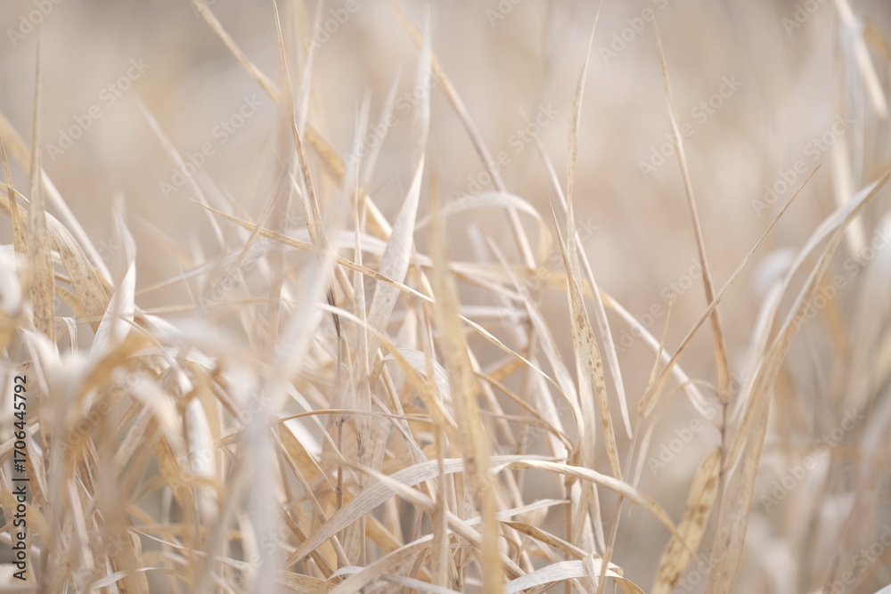 Fototapeta premium autumn nature. field at sunlight. meadow