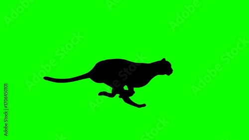 Animation with a cheetah running on the green background (seamless loop)