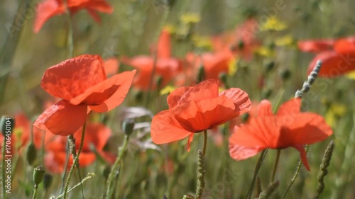 Beautiful natural background with red poppies in the field swinging in the wind