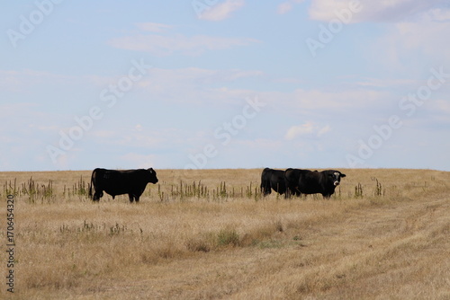 bulls in the pasture