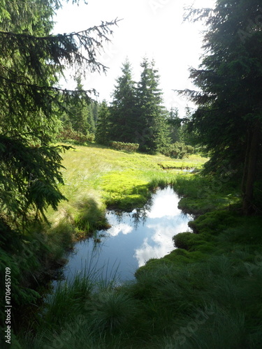A serene forest stream flows through lush green moss and grass, reflecting the cloudy sky above
