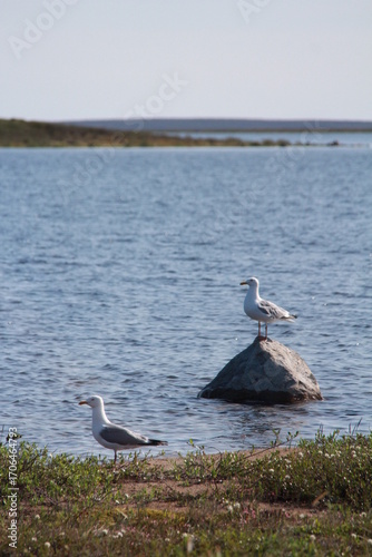 Gull on a rock