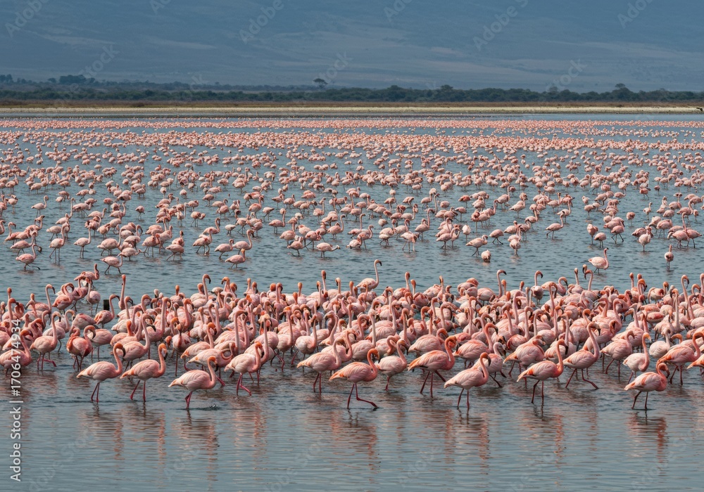 Naklejka premium Pink flamingos gracefully wading in the strikingly colorful waters of Lake Natron. Perfect for wildlife, African landscapes, and exotic bird photography.
