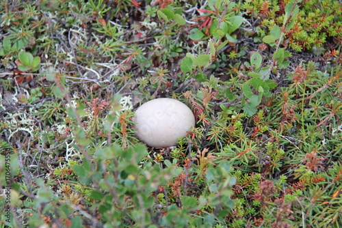 Egg on the tundra
