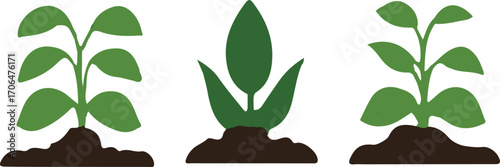 Three Stages of Plant Growth Depicted in Simple Illustration