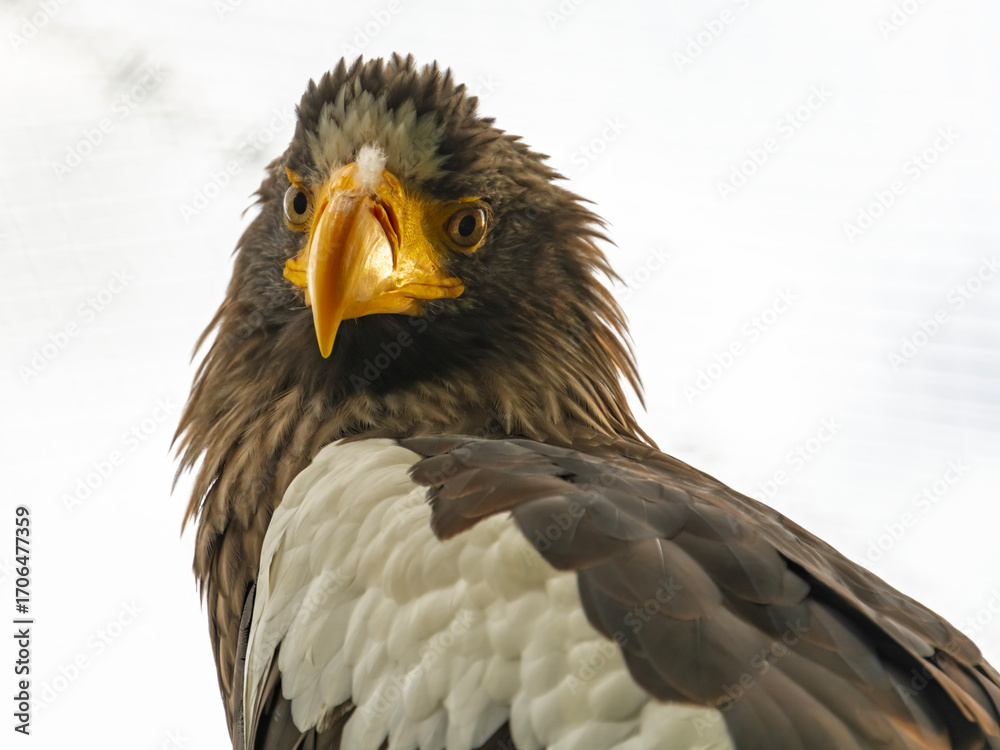 Obraz premium Steller sea eagle,