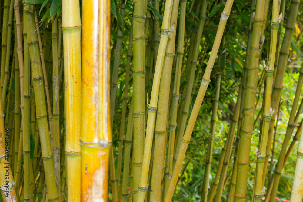 Fototapeta premium Discover bamboo tranquility at Monte Palace Gardens in Madeira, Portugal while exploring lush greenery and vibrant nature