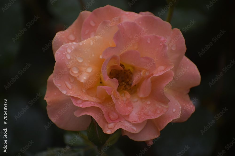 Fototapeta premium Floribunda Apricola rose with raindrops close up