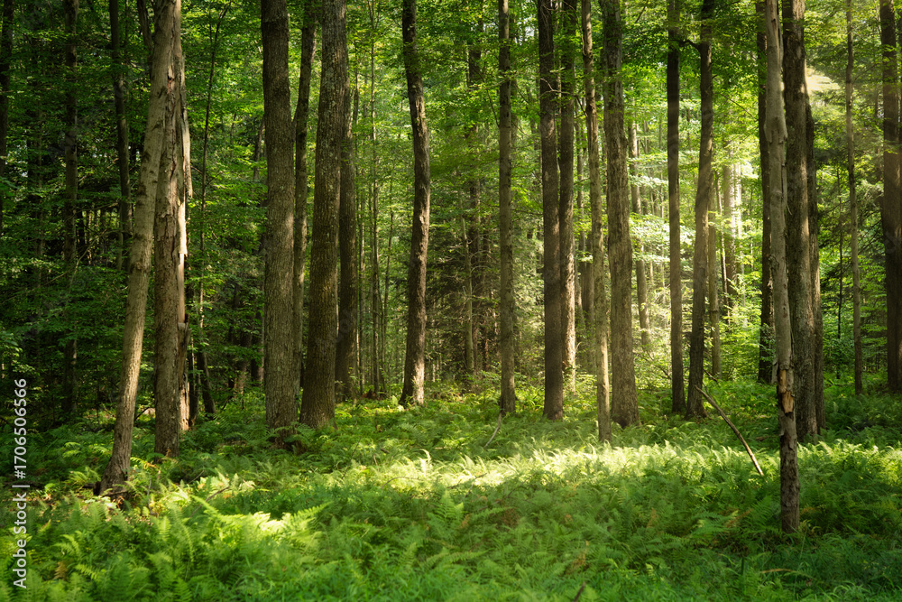 Fototapeta premium Sunlight in the Forest