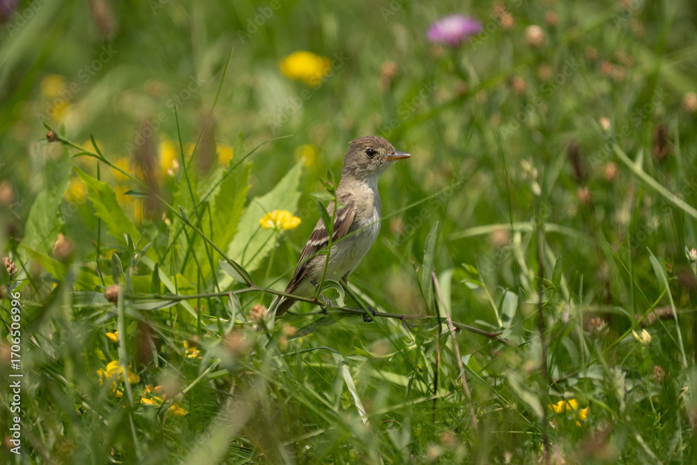Fototapeta premium Willow Flycatcher Perched on a Flower Stem